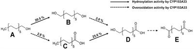 Engineering of CYP153A33 With Enhanced Ratio of Hydroxylation to Overoxidation Activity in Whole-Cell Biotransformation of Medium-Chain 1-Alkanols